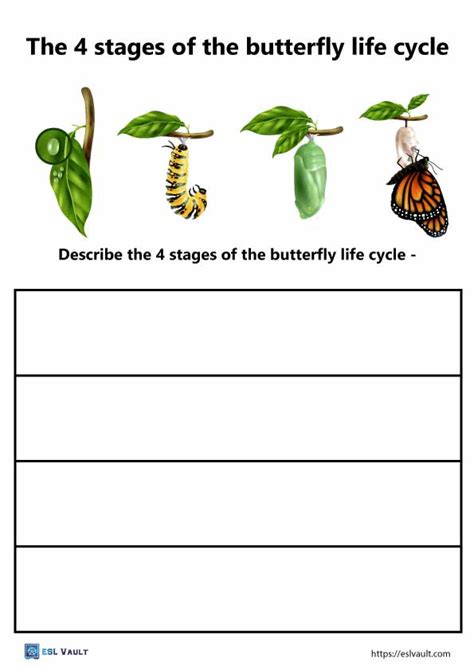 butterfly life cycle worksheet pdf